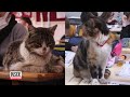 Stray Cat Becomes Beloved School Mascot