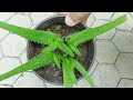 How To Propagate Small Aloe vera Leaves