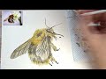 Easy to paint Bumble bee in watercolours.