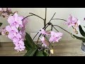 Water your orchid like this in summer! It blooms profusely and produces healthy leaves and roots.