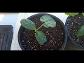 Transplanted Cocozelle and Black Zucchini..