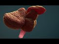 Human Nervous System (Part 2) - Brain (Animation)