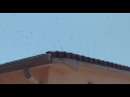 Bees leaving the house