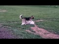 Cute & Funny Dogs Playing Together