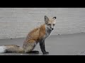 Urban fox in Denver, Colorado