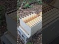 Checking in on Matt's bees Pt. 2 #bees #bee keepers