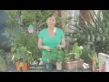 How to Harvest Parsley : Garden Space