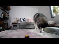 Husky Uses Button To Say I LOVE YOU! Keeps Pressing it For Belly Rubs!