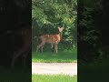 Male deer munching in my mulch bed #2 took his salad to go!