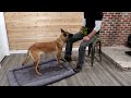 Dog Training Position Changes with Speed