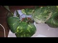 How to revive a wilted pothos plant || revive a sad money plant #pothosplant #moneyplant