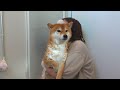 Shiba Inu complains in dog language for the biggest time ever because he doesn't like showers.
