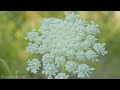 Flowers 4K Nature Relaxation Film | Meditation Relaxing Music