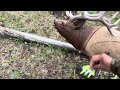 3D Archery Practice on the Rinehart 1/3 scale Woodland Elk