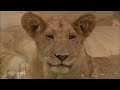 Lioness In Exile | WildLife Documentary | with subtitles