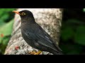 Common Blackbird · Turdus merula merula Bird Sound, Bird Song, Bird Call, Bird Calling, Chirps Songs