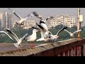 Migratory Birds in India | Seagulls | Beautiful Birds | India | Gujarat | Surat