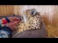 Gerda the cheetah is not feeling well! She refuses to eat and has been lying down all day.