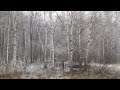 Winter Wonderland Snow Covered Fields and Forest #asmr  (Turn volume down low or off)