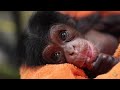 Zoo Knoxville's chimpanzee Binti gives birth to healthy female