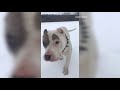 😎I'm a Big Kid Now Cute Baby Animals to Adult 😎 Dogs Glow Up Compilation
