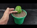 How to propagate lemon tree from lemon leaves in water // use onion for natural rooting hormone!