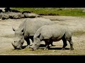 Animal Kingdom 4K - Beautiful Collection Of Wild Animals In Ultra HD 4K Screen Mode