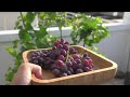 Growing grapes in pots from cutting until harvest in 240 days | Growing grapes in tropical country.