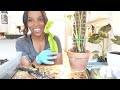 Unboxing Wishlist Plants from Etsy and Ecuagenera + My potting process