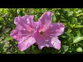 Nice view in the garden before raining with beautiful flowers l Noun-Travel