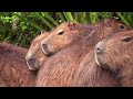 A Capybara Song | The World’s Sweetest Animal: Cute & Cuddly! (see description below)