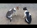 Cats Fighting with sound - Exclusive Video (Play with full sound)