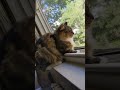 Cat chattering to the birds