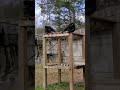 Siamang Gibbons vocal show (Memphis Zoo)