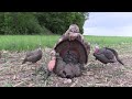Public Land .410 Turkey Hunt | Minnesota