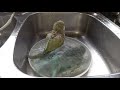 birgy bath (Quaker parrots are very cool)