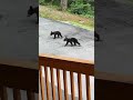 Momma Bear and Five Cubs in Gatlinburg Tennessee