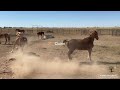 Meet the new Rescued Belgians saved from slaughter and experience an exciting horse integration