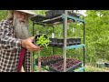 The EASIEST VEGETABLES to Grow from SEED & HARVEST Seed From -  START YOUR PERMACULTURE FOOD FOREST!
