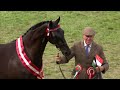 Prif Bencampwriaeth Mewn Llaw | Supreme In Hand Horse Championship