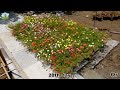 Bright portable Moss Rose bed when planted in the plastic pot