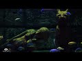 Wonderful looking Fish Tank - Relaxing Aquarium Noise | 10 Hour Sleep Sound | Full HD