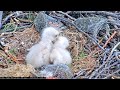 ~ Red-tailed Hawks - ZACIĘTY BÓJ WOKÓŁ JAJKA - MAŁE MYSZOŁOWY RDZAWOSTERNE ~