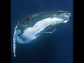 Tonga Humpback Whale Song