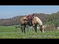 Rocky, beautiful Haflinger gelding selling at the AHR Sale May 25th, 2024