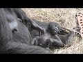 Baby Gorilla Born at Animal Kingdom