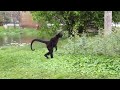 Spider Monkey Walking Upright