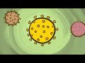What is a coronavirus? - Elizabeth Cox