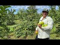 A PRODUÇÃO DA GIGANTE GOIABA TAILANDESA