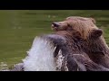 Disneynature Bears | Brown Bear Facts